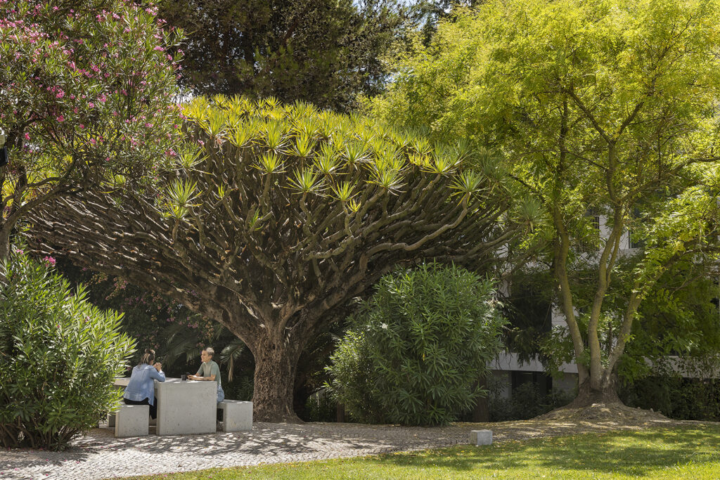 O que as plantas podem ensinar